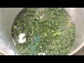RSO How to: Cannabis Hot Extraction Process