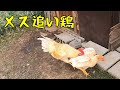 ついに凶暴なオス鶏の処遇を決断しました… 86話目