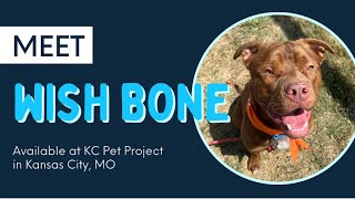 Adopt Wish Bone at KC Pet Project in Kansas City Missouri TODAY