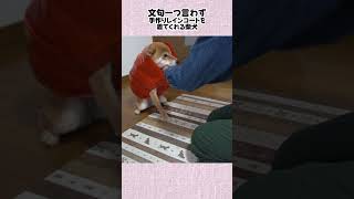 文句一つ言わず 手作りレインコートを 着てくれる柴犬 #神戸 #柴犬 #shiba #shibainu
