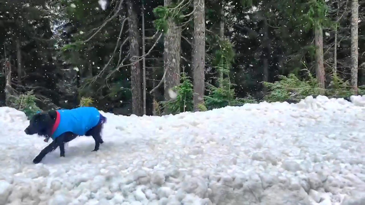 Lev and Kal in the Snow