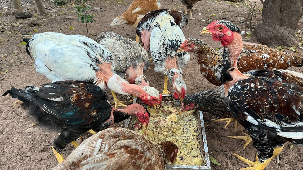 Mostrando os lotes de pintinhos, frangos para o abate e reprodutores.
