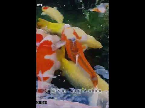 Video Cá koi đẹp - youtube