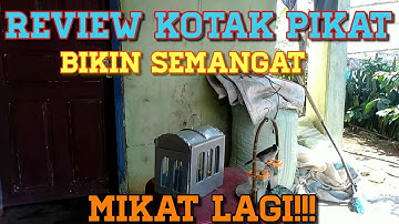 Kotak pikat kutilang review
