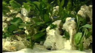SERA - The CD for your desired aquarium (Clip5) видео Где продаются рыбы цихлиды