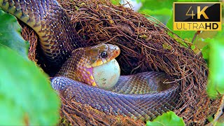 Snakes 4k Video ultra hd