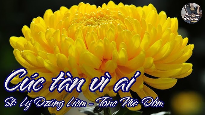 Cúc tàn vì ai-Nguyễn Phượng 