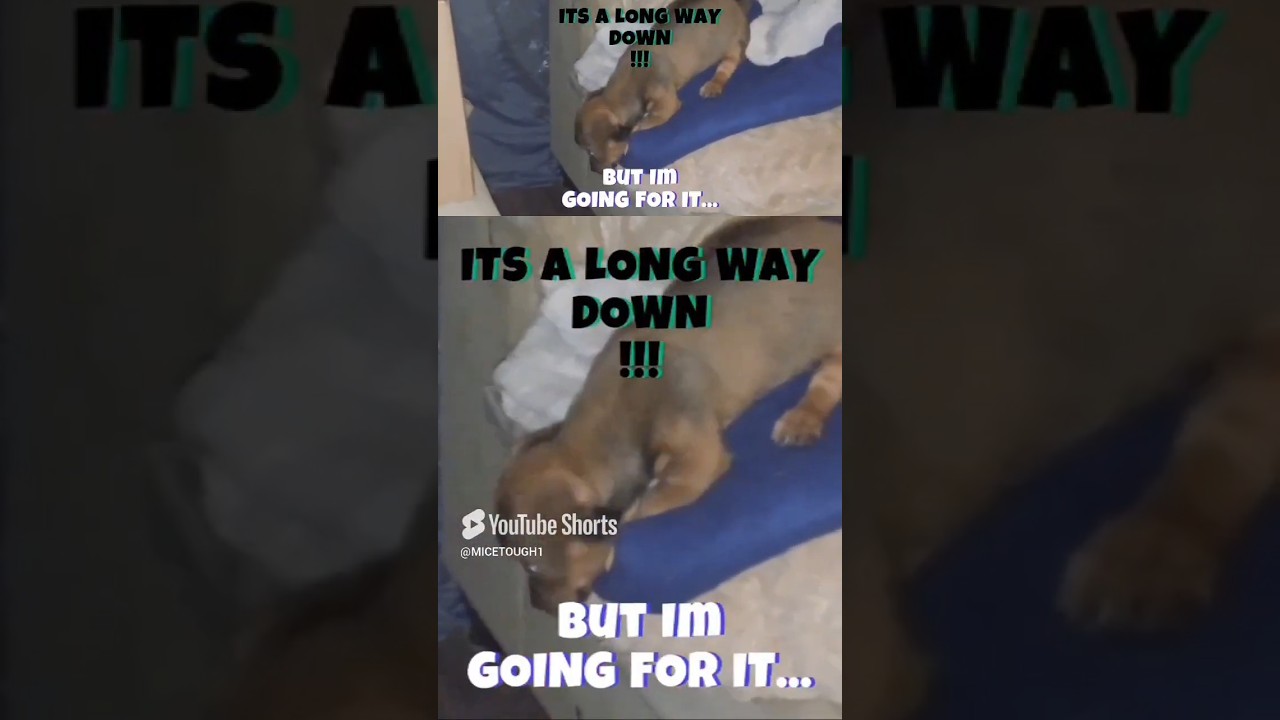 😇𝑻𝒊𝒏𝒚 𝑻𝒖𝒃𝒃𝒔🤏 𝑻𝒂𝒌𝒆𝒔 𝑨 𝑳𝒆𝒂𝒑 𝑶𝒇 𝑭𝒂𝒊𝒕𝒉   𝑯𝒊𝒔 𝑭𝒊𝒓𝒔𝒕 𝑬𝒗𝒆𝒓 𝑱𝒖𝒎𝒑