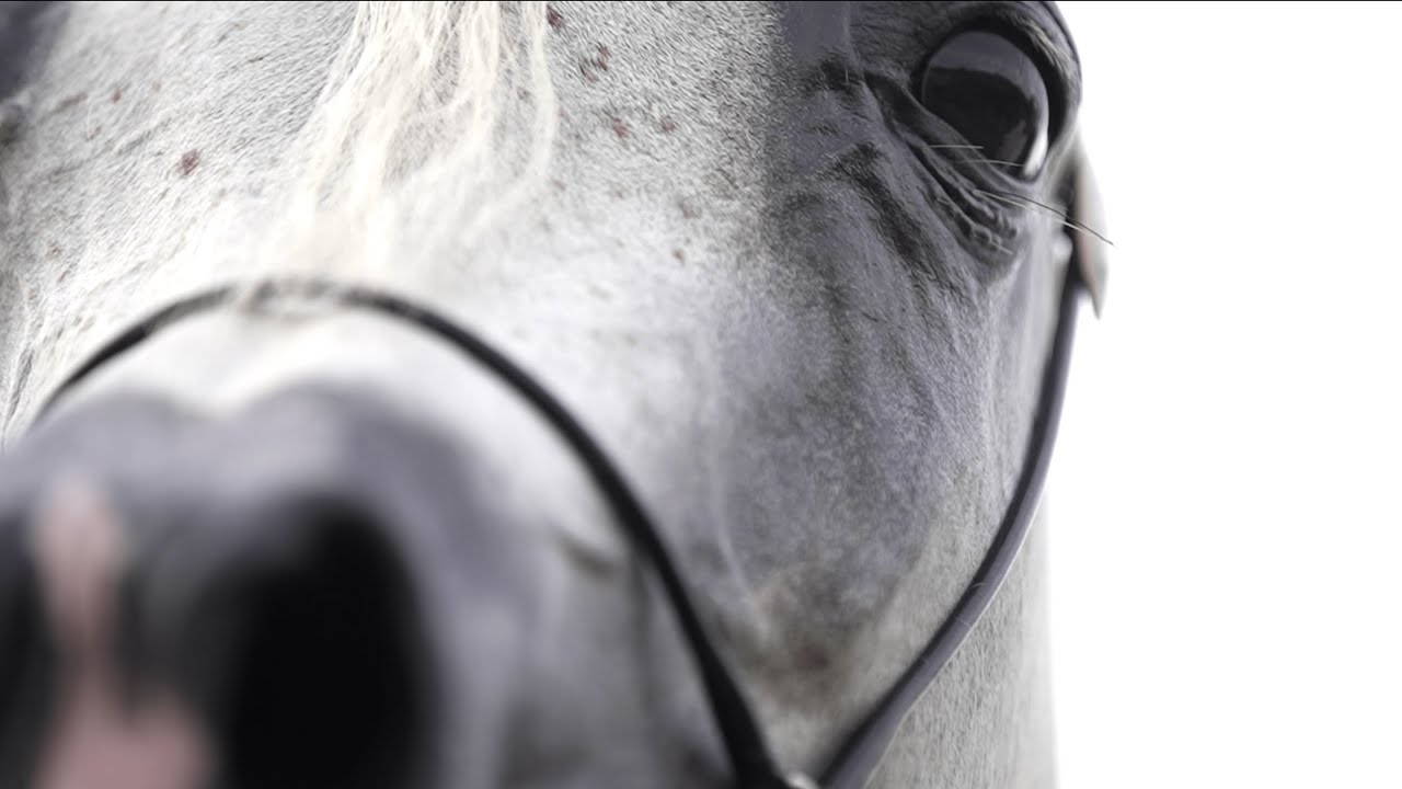 🌹 AMANDA PEGASUS 🌹⁣ Senior Mare Contender, 2022 MENTON