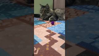 Всегда говори правду! #кот #котики #cat #shortcats #shots #shortcatsvideos #shortvideo