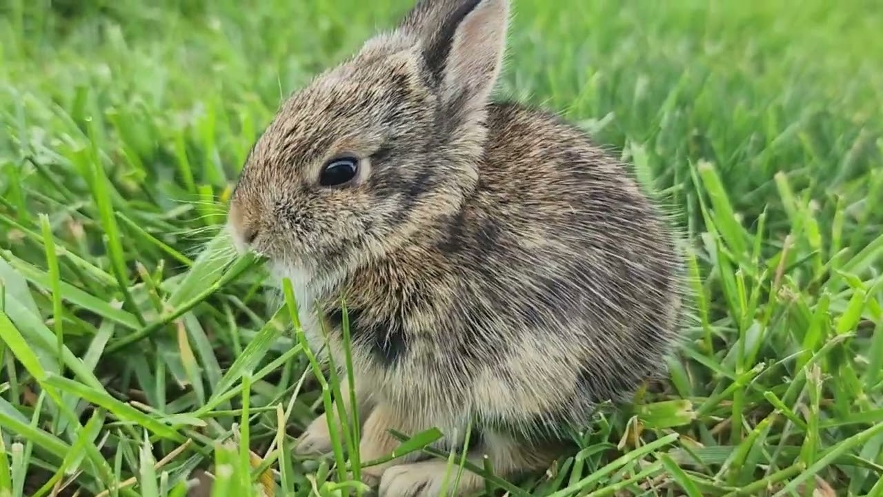 Весна. Пісні для дітей.