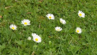 How To Control Lawn Weeds Tips To Remove Prevent Weeds In Your Lawn