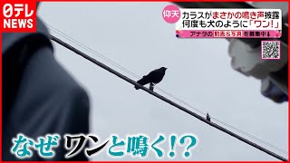 【カラス】まさかの鳴き声披露  何度も犬のように「ワン！」