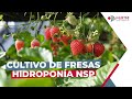 Cultivo de fresas. Sistema Hidroponía NSP.