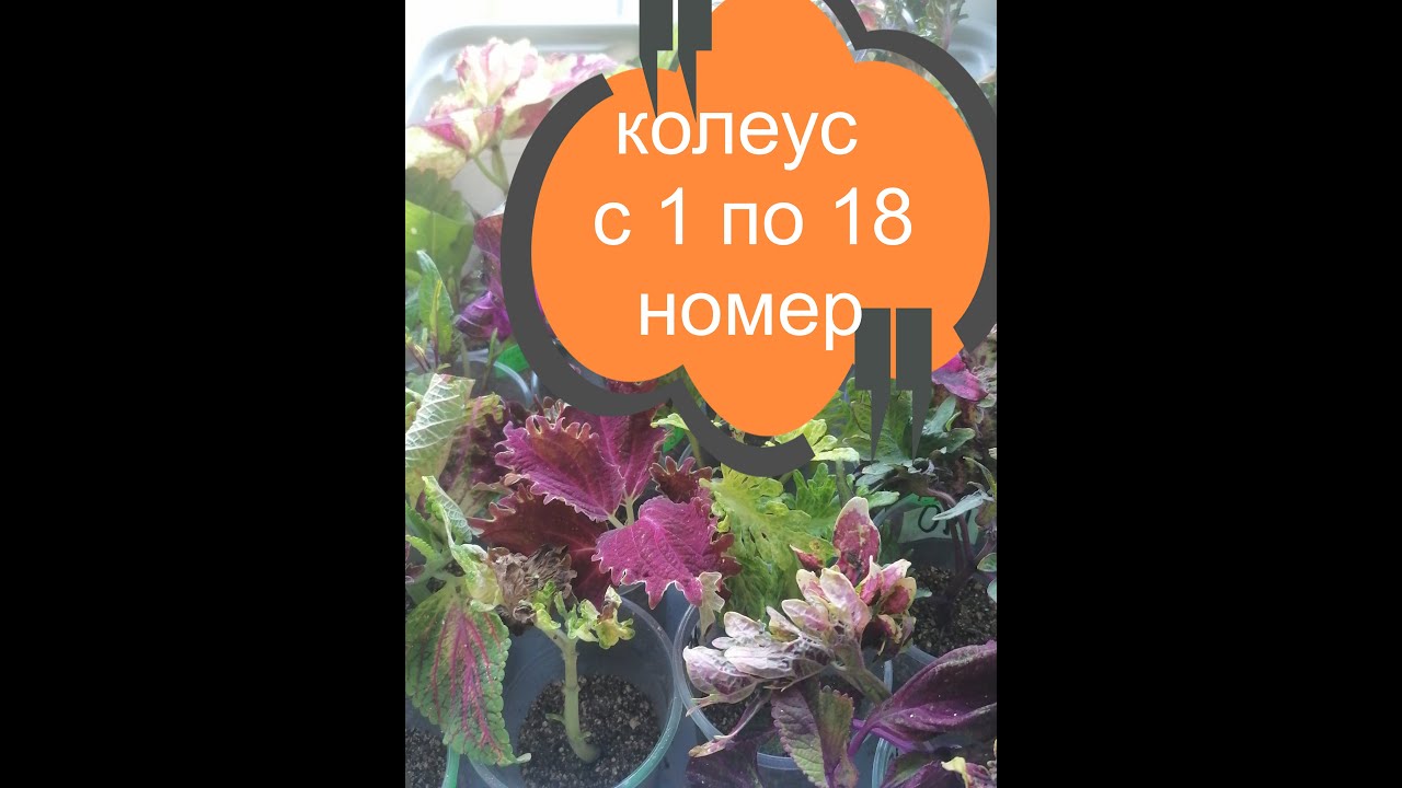 Обзор колеусов из моего каталога с 1 по 18 номер)) Краткая характеристика))