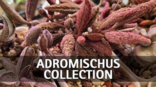 My Full Adromischus Collection Tour by Thang Plants 313 views 2 months ago 15 minutes