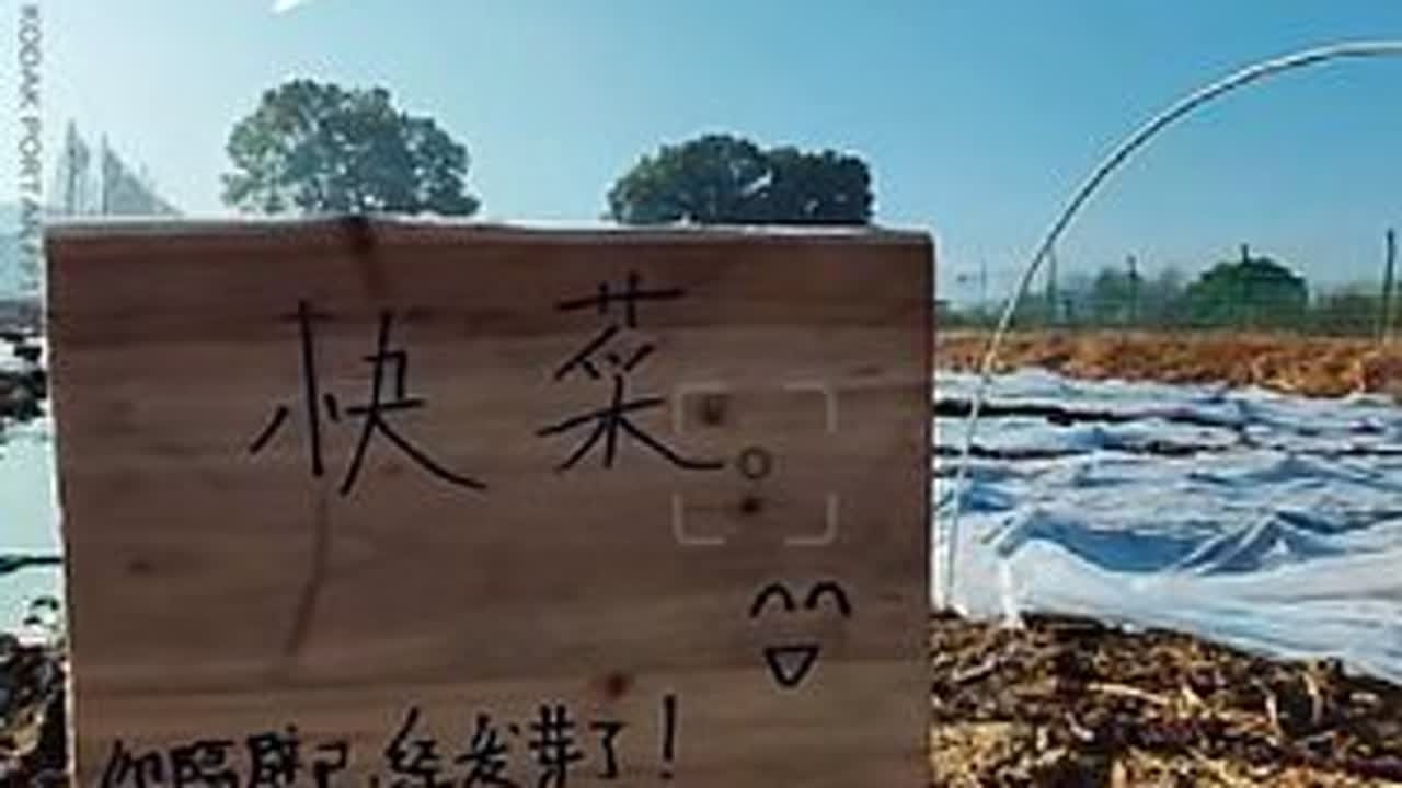 种地vlog day53合集，养殖组弄好一面竹篱笆墙，种植组大棚完工种樱桃萝卜，基建组开始粉刷窗户#种地吧少年 #十个勤天做大做强