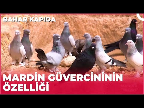 Dünyaca Meşhur Mardin Güvercinleri | Bahar Kapıda - Mardin/Midyat