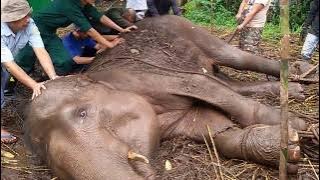 The elephant that was dying at Bandung Zoo finally died.