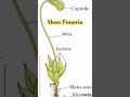#moss #plantkingdom #neetbiology #neetpreparation #quickrevision #study #biology #ytshorts #yt