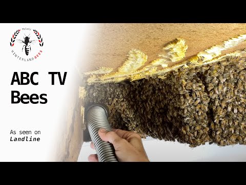 ABC TV Beehive removal