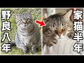 ピースケがうちの子になって半年経ちました【元野良猫】