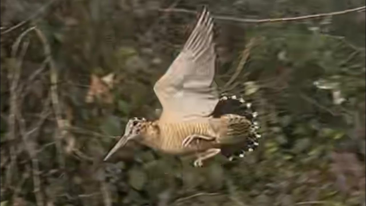 2023 DÜZCE ÇULLUK AVI.#hunting #çulluk #nature #beccaccia #doğa # ...