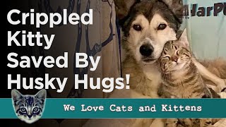 Unlikely Heroes: How A Husky Helped This Paralyzed Kitten Defy The Odds screenshot 2