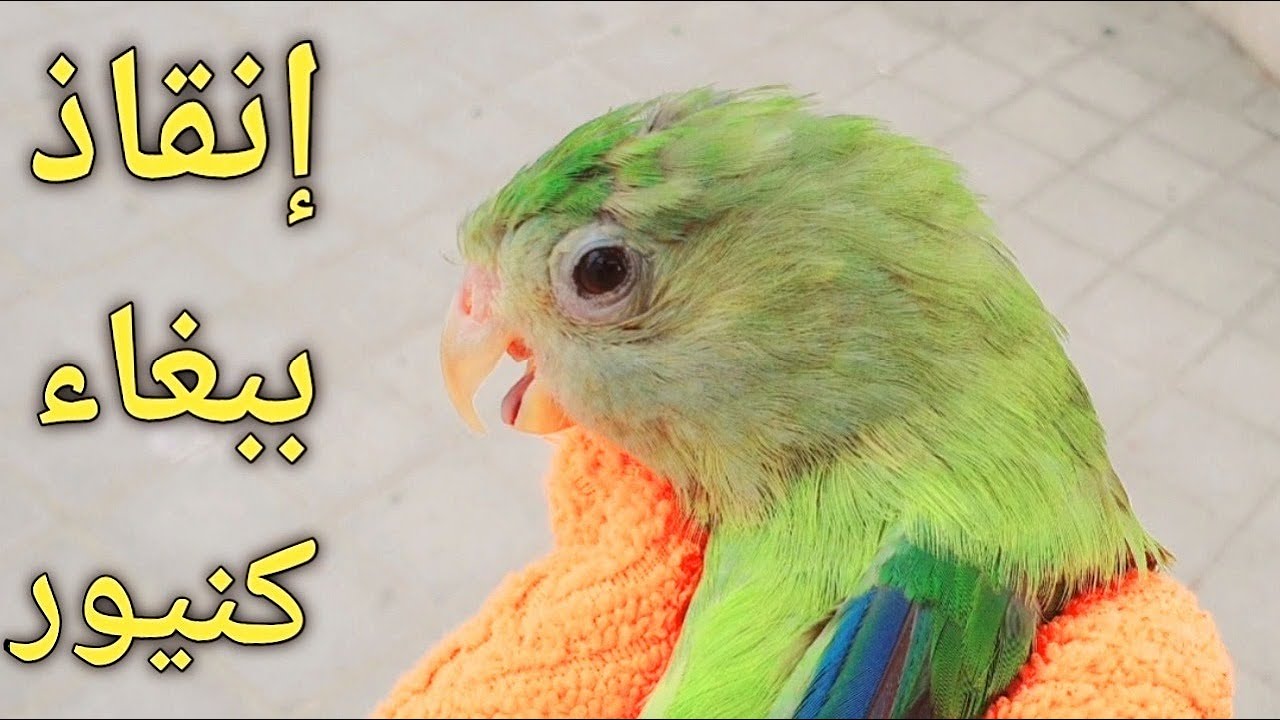 انقاذ ببغاء الكنيور كادت طيور المينا أن تفترسه | Save a conure parrot