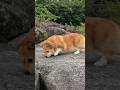 岩の上でくん活に夢中なコーギー / The Corgi all wrapped up in sniffing on the rock. #corgi #コーギー