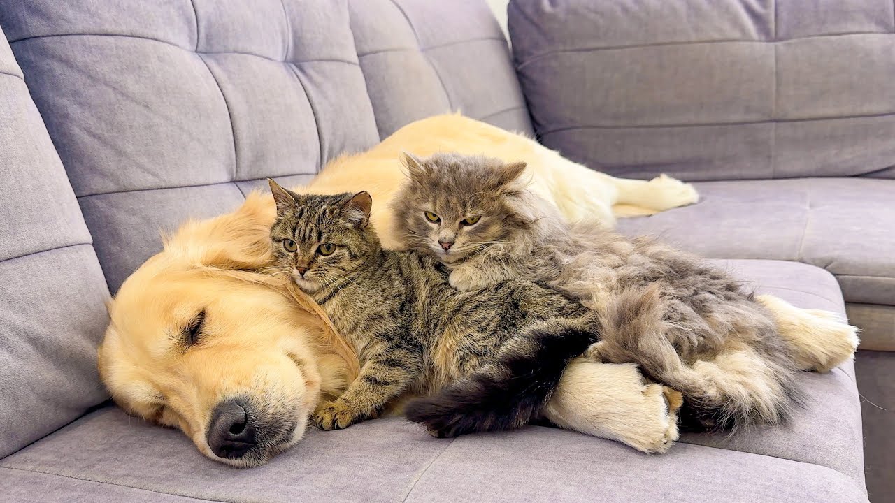 Adorable Golden Retriever Can't Sleep Because of Annoying Kittens