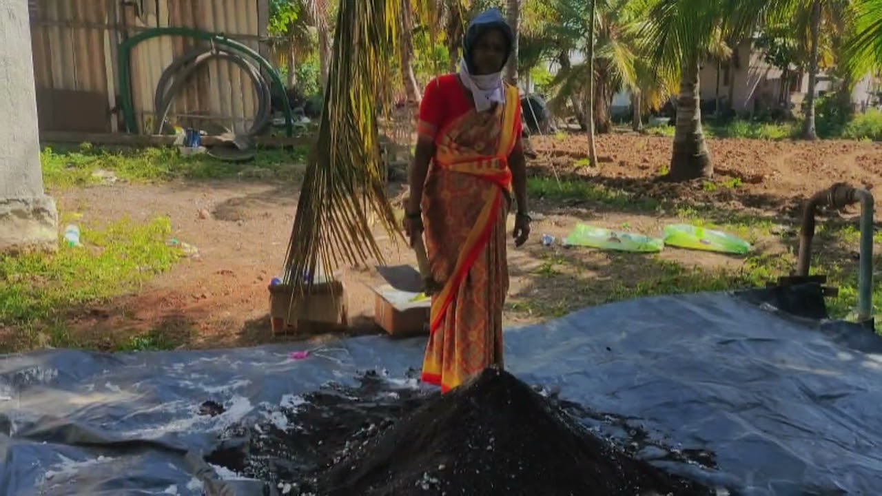 Health Coconut Tree Growth with Addshop Products🌱