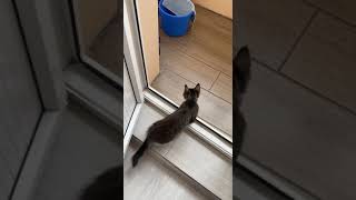 Котёнок первый раз заходит в новый дом. Изучает место #Cat named Cat #Кошка