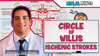 Circulatory System | Circle of Willis: Ischemic Strokes