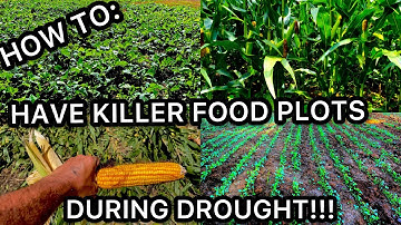DROUGHT ON FOOD PLOTS....HOW TO AVOID A FOOD PLOT FAIL!!!