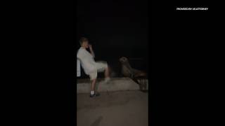 18 year old pleads guilty for kicking sea lion in La Jolla