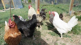 Incorporación de  GALLINAS y Plantamos el HUERTO