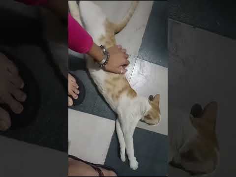 Silly Cat 😻 #cat #catvideos #shorts