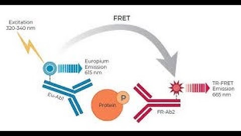 Thunder™ TR FRET assay technology by BioAuxilium
