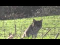 Monster bobcat stalks call/decoy