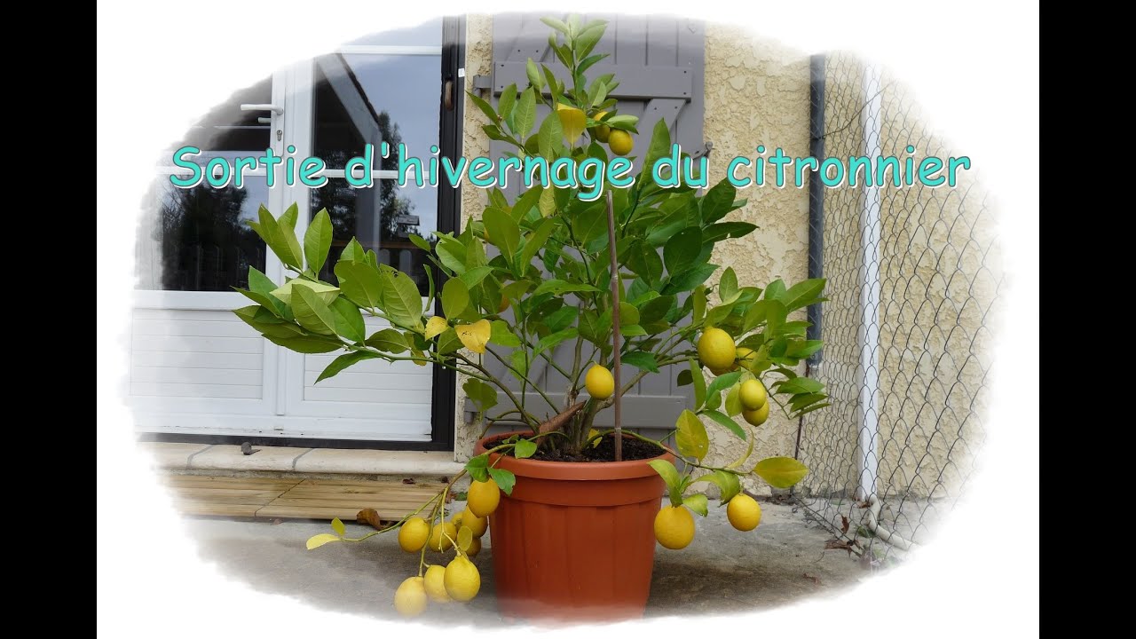 Sortie d'hivernage du citronnier Monjardindansleslandes YouTube — free download