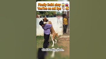 Finally Delhi akey 😱🚘 Youtoo se mil liya 🐕🥰#ginnipandey #car #travel #delhi #youtoo #reaction