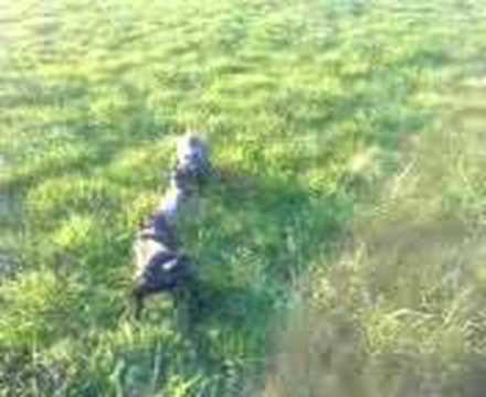 patterdale terriersx2 pups first rat