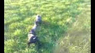 Patterdale Terriersx2 Pups First Rat