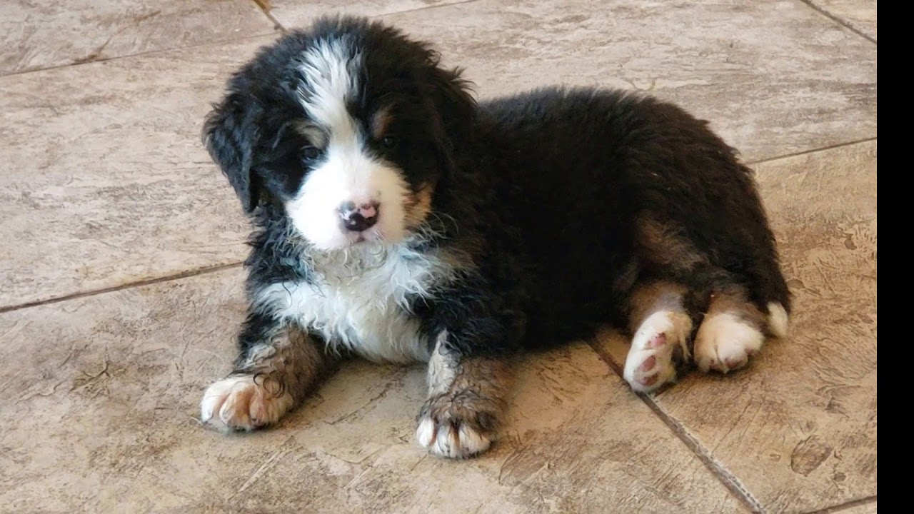 veterinary surgery Bernese Mt Dog Puppies Explore Their New Home