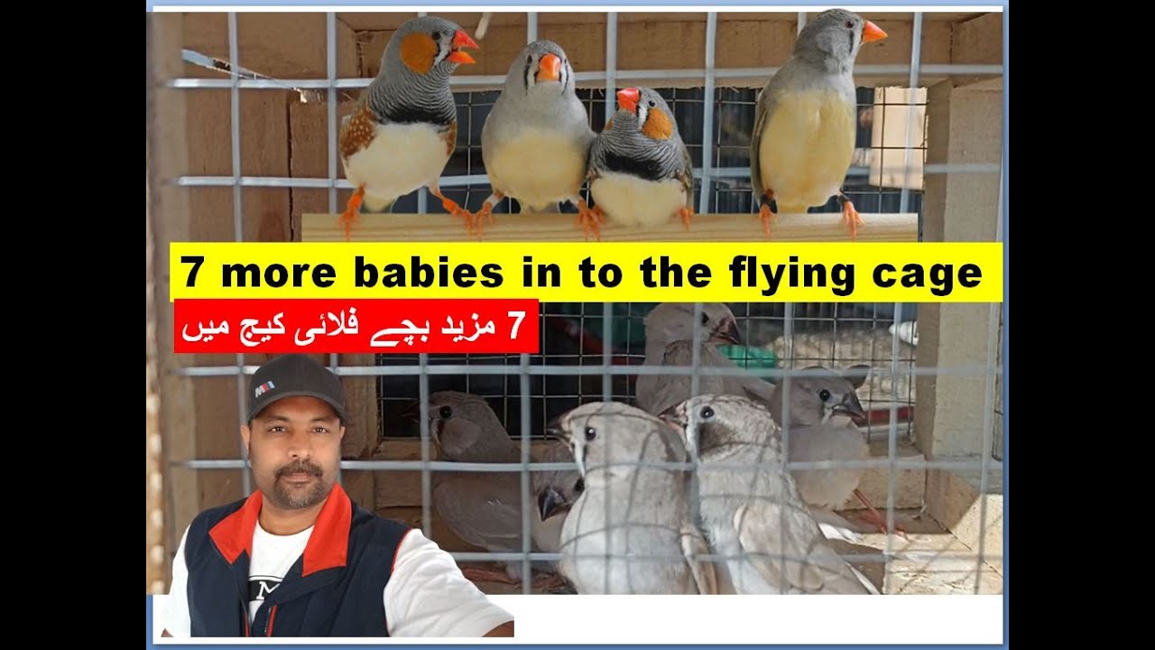 Zebra Finch Bird Harvesting 7 babies 4 CFW finch birds 3 White Finch birds to Flying Cage | Pet Bird