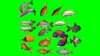 Copyright Free 3D School of fish Green Screen Effect | Chroma Key | Royalty Free |