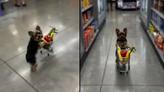 Puppy Pushes Shopping Cart In Store