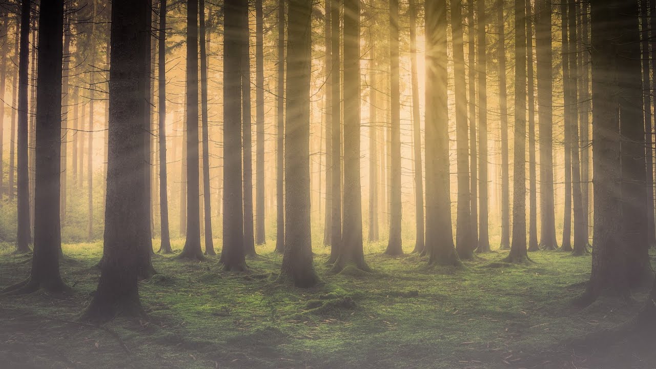 За деревьями леса не видно