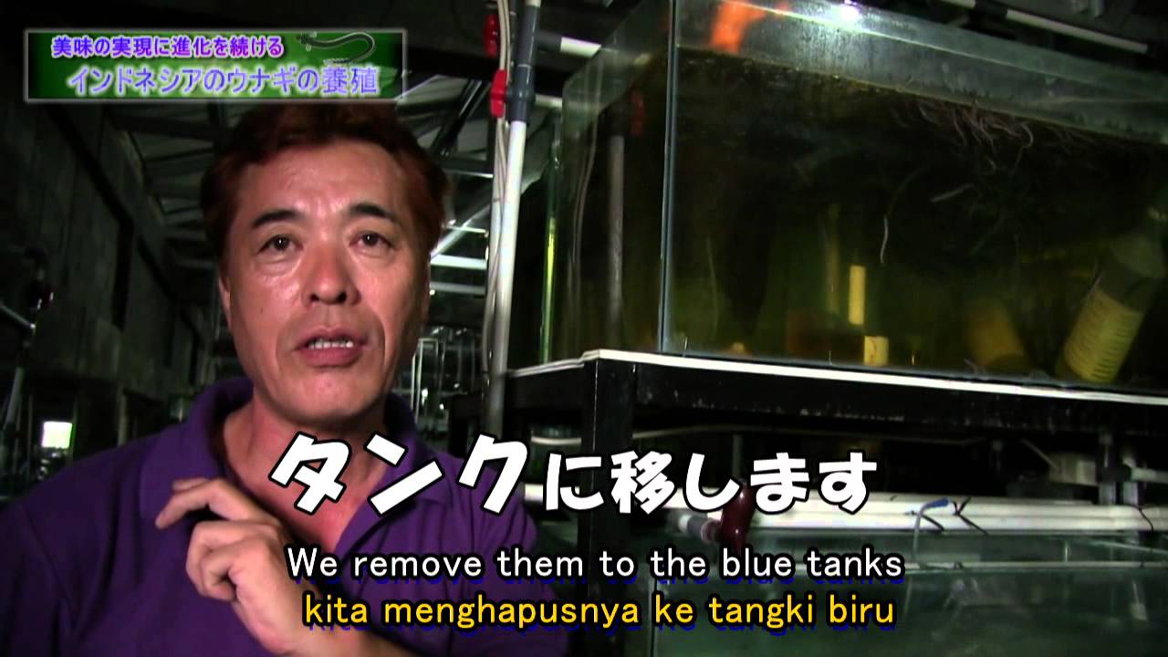日本人が共同経営するインドネシアのウナギの養殖 Aquaculture Eels In Indonesia By Japanese Eel Farming Specialist Youtube 日本人が共同経営するインドネシアのウナギの養殖 Aquaculture Eels In Indonesia By Japanese Eel Farming Specialist Youtube
